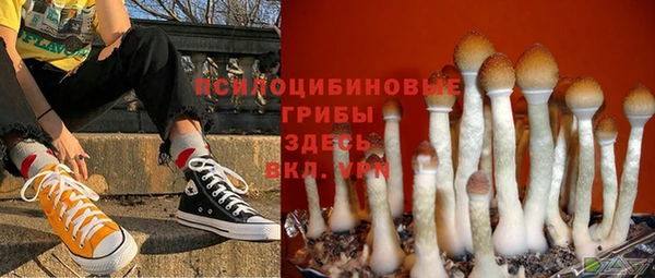 прущие грибы Волоколамск
